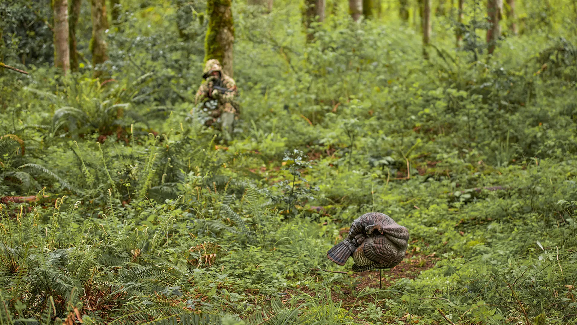 turkey decoy in the woods