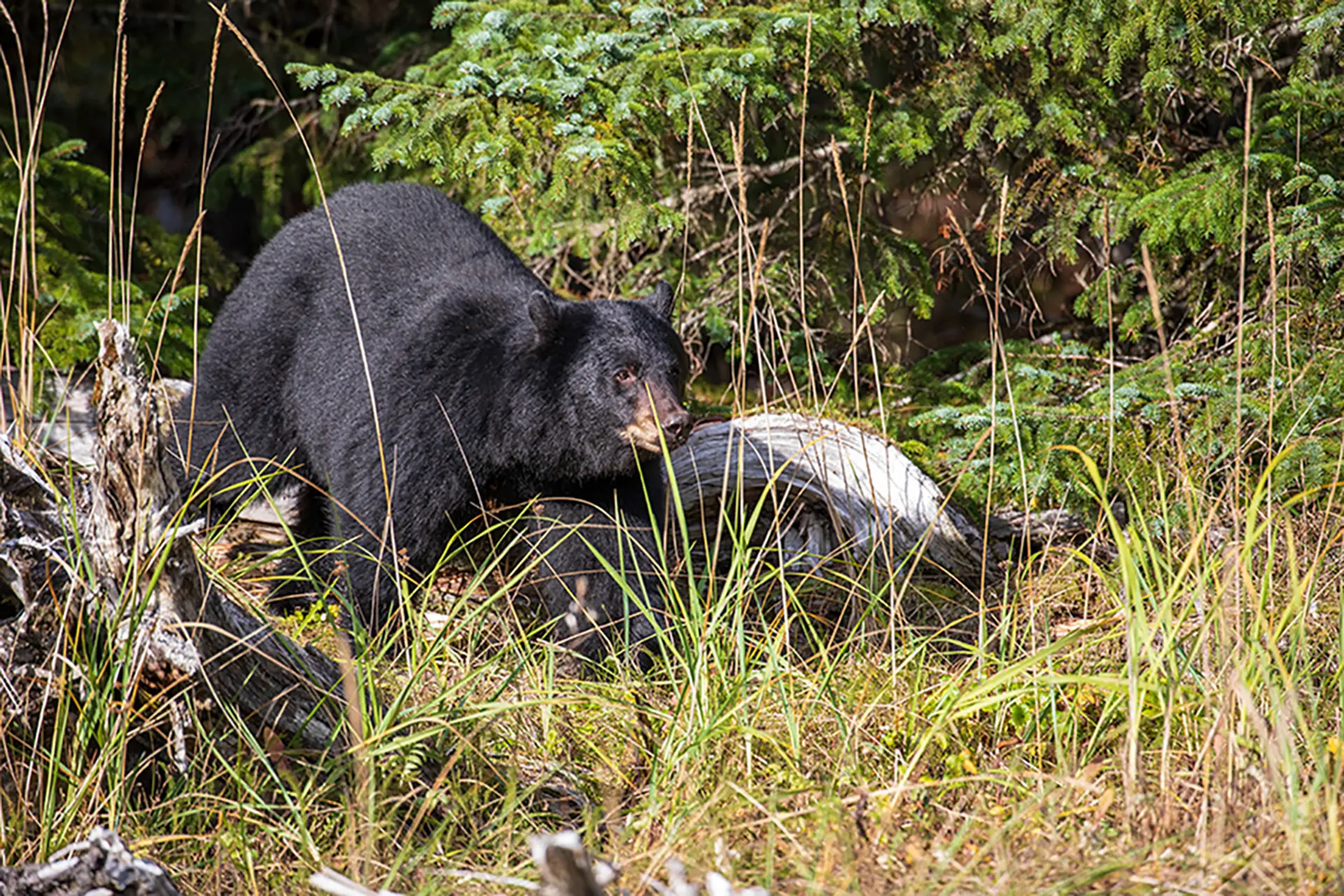 X-bolt rifle in front of a bear