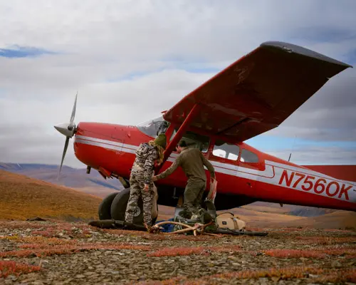 Caribou-walking-camp-plane-alaska