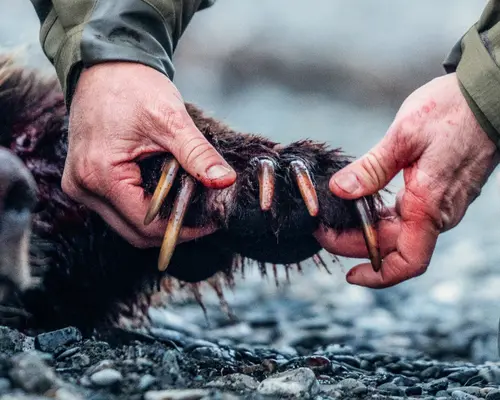 Bear claws